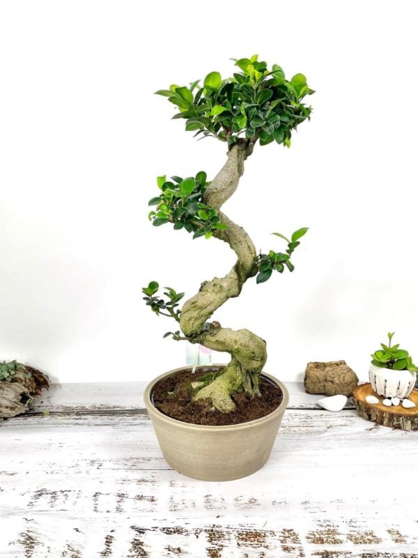 Ficus microcarpa 'Ginseng' XL
