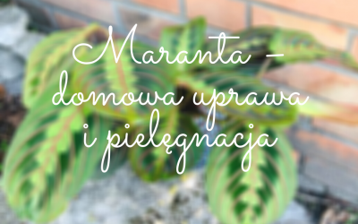 Maranta – domowa uprawa i pielęgnacja