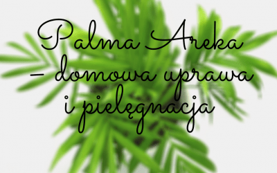 Palma Areka – domowa uprawa i pielęgnacja