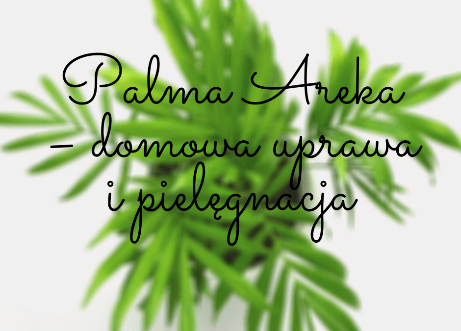 Palma Areka – domowa uprawa i pielęgnacja