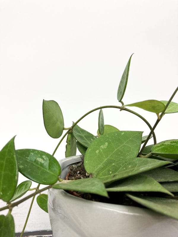 Hoya carnosa - woskownica M