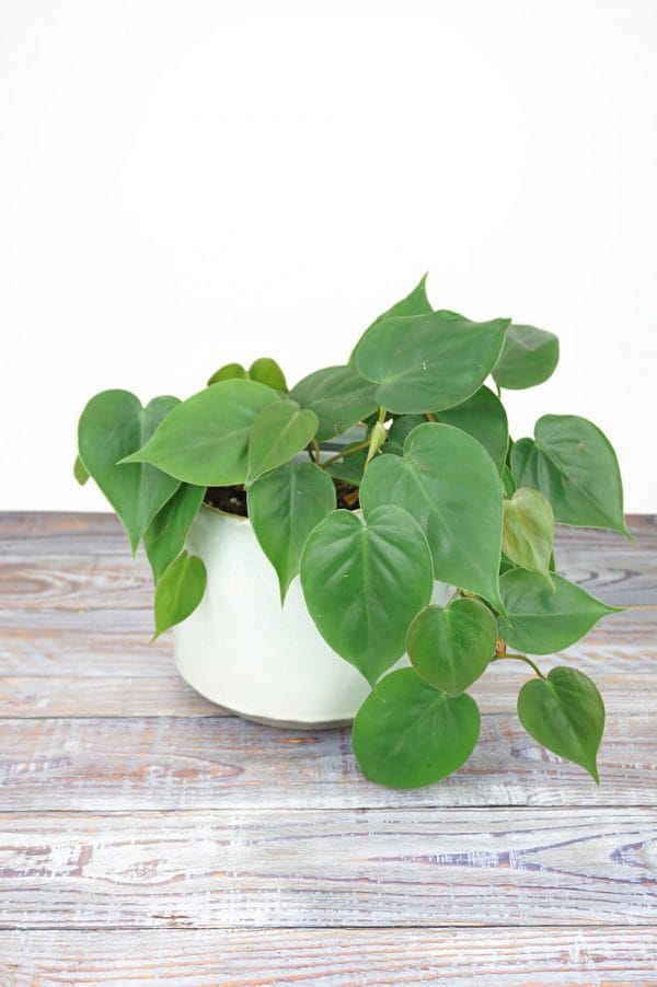Philodendron scandens L