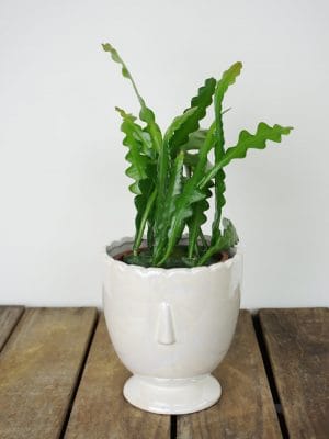 Kaktus zygzak - Epiphyllum anguliger M