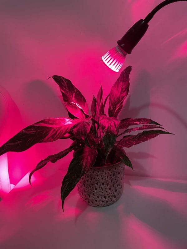 Żarówka LED 5x3W EPISTAR E27 | na kwitnienie