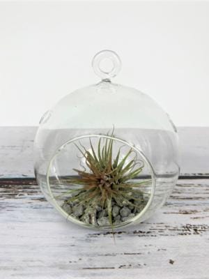 szklana kulka bańka terrarium