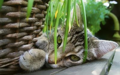 kot schowany za rośliną