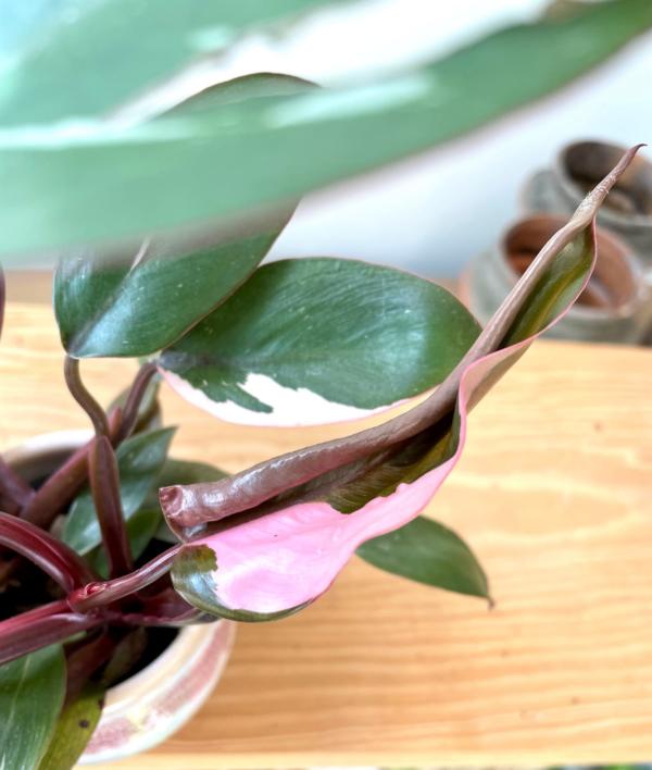 Philodendron erubescens 'Pink Princess' S